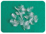 White Duck Feather